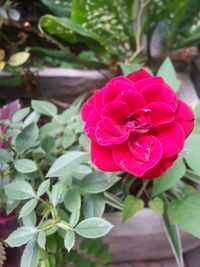 Close-up of pink rose blooming outdoors