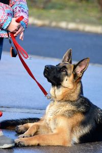 Close-up of dog on hand