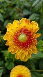 Close-up of yellow flower