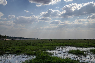 Scenic view of field against sky