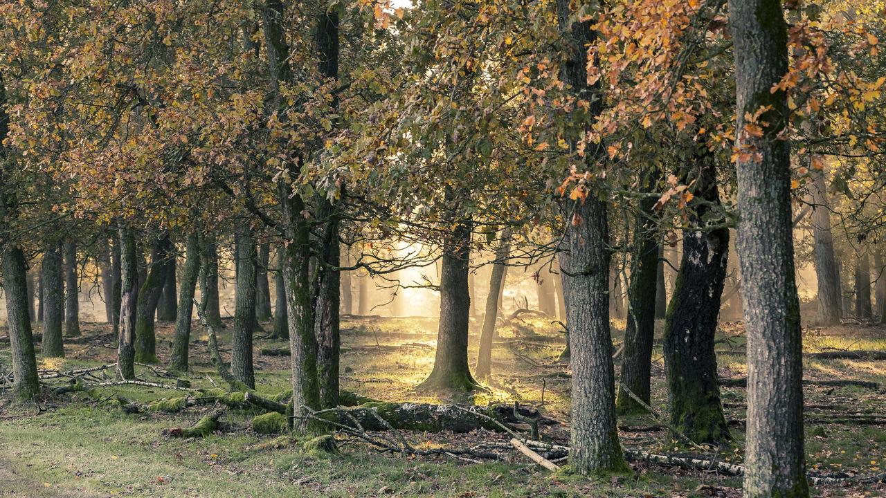 tree, trunk, tree trunk, plant, beauty in nature, land, forest, growth, nature, tranquility, tranquil scene, no people, day, scenics - nature, outdoors, woodland, non-urban scene, branch, field, landscape, treelined