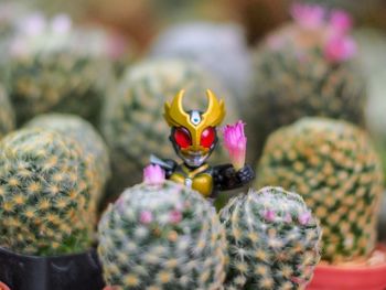 Close-up of succulent plant