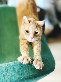 Close-up of tabby kitten