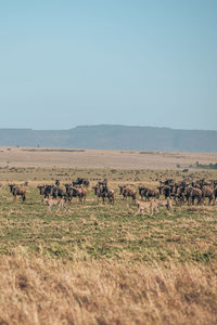 View of wildebeest on field