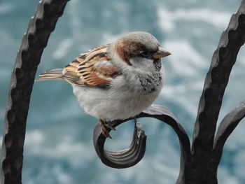 Close-up of sparrow perching on railing