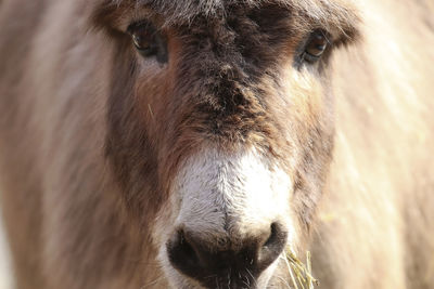 Close-up portrait of a horse