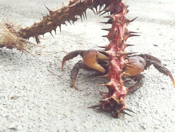 Close-up of crab on beach