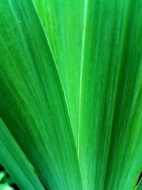 Full frame shot of palm leaf