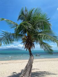 Palm tree on beach against sky