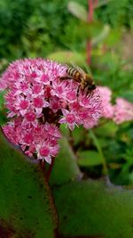 Close-up of honey bee on pink flower