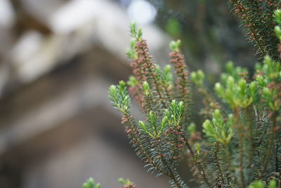 Close-up of plant growing on tree