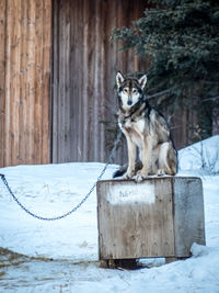 Horse on wood in winter