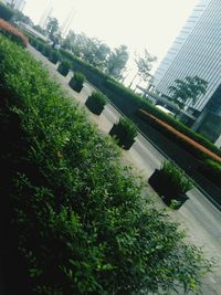 Plants growing by road in city against sky
