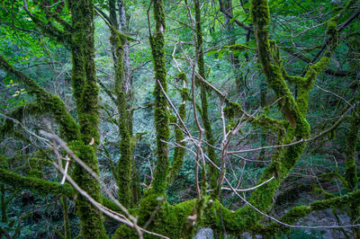 Trees growing in forest