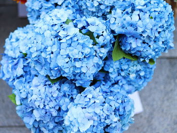 Close-up of blue hydrangea