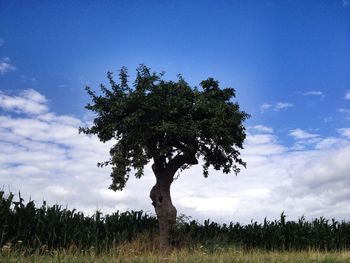 Scenic view of grassy field against cloudy sky