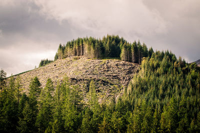 Scenic view of forest against sky