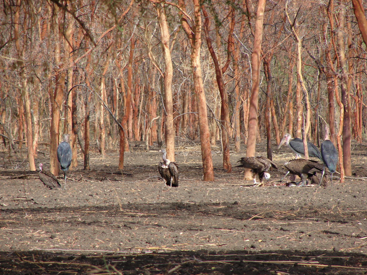 VIEW OF BIRDS ON LAND