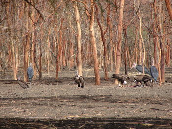 View of birds in forest