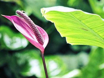 Close-up of purple flower