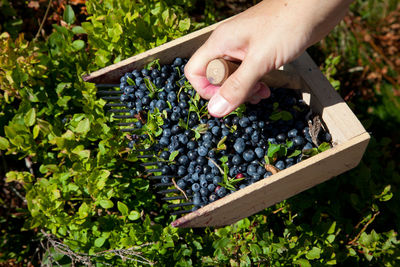 Cropped hand of man picking blueberries at farm