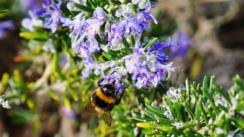 Close-up of honey bee on purple flower