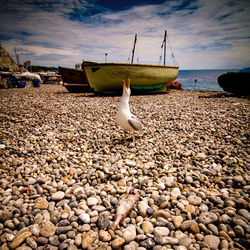 Seagull calling on pebbles at beach