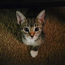 Close-up portrait of tabby cat