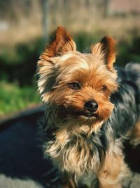 Close-up of dog