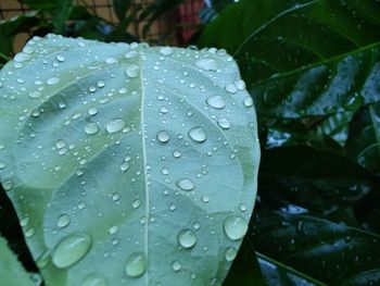 Close-up of raindrops on leaves