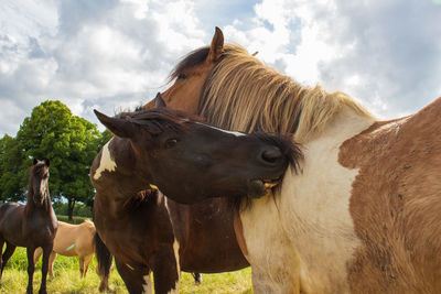 Horses in the field