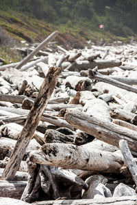 Close-up of wood