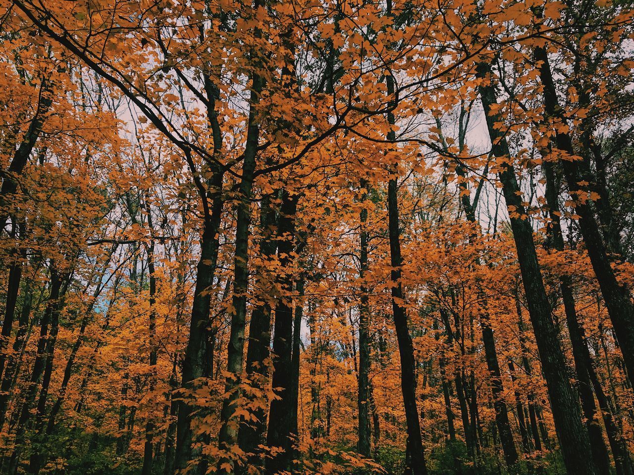 SCENIC VIEW OF AUTUMNAL TREES