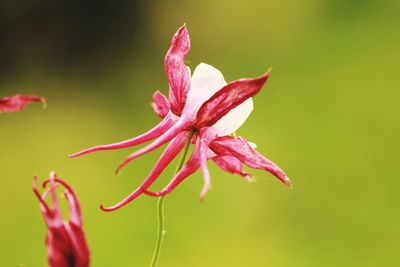 Close-up of red flower