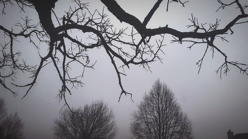 Low angle view of silhouette bare tree against sky