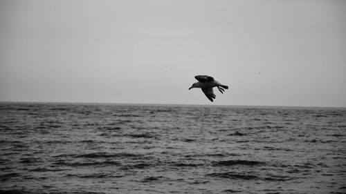 Bird flying over sea against clear sky