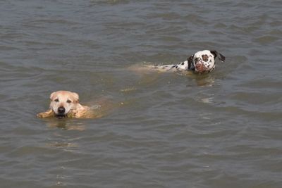 Portrait of dog swimming in water