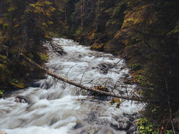 Scenic view of waterfall in forest