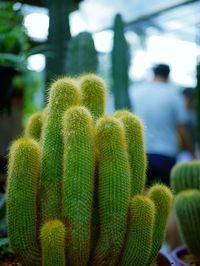 Close-up of succulent plant