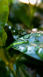 Close-up of wet leaves on plant