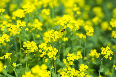 Bee pollinating on yellow flower