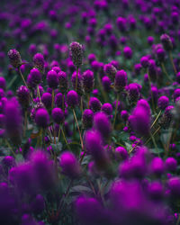Close-up of purple flowering plants on field