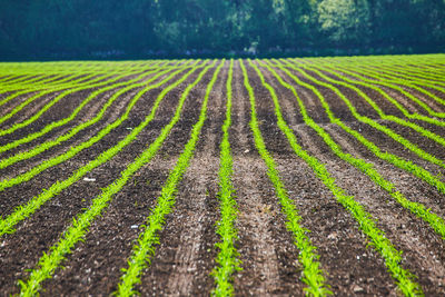 Full frame shot of agricultural field