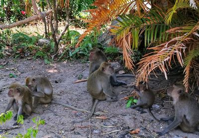 Monkeys sitting on a field