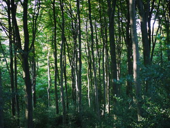 Trees in forest