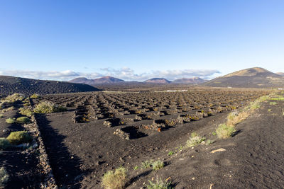 Viniculture in region la geria on island lanzarote, vine planted in round cones in the volcanic ash