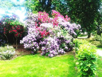 Pink flowering plants in garden