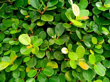 Full frame shot of green leaves