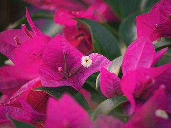 Close-up of pink flowers