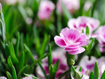 Close-up of pink flowering plant
